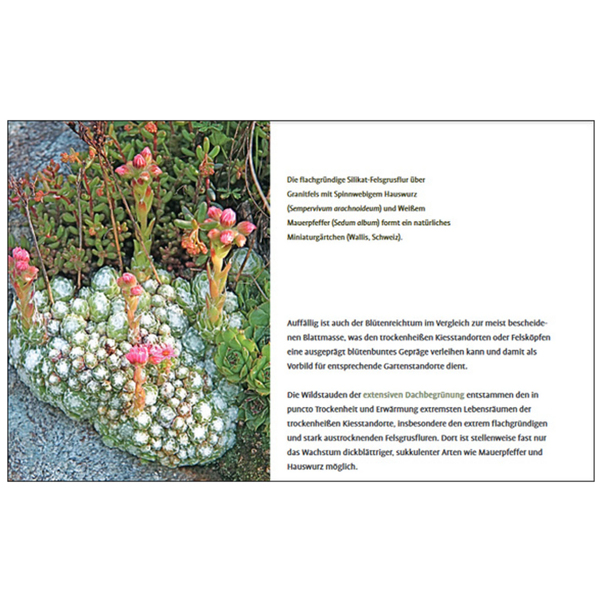 Heimische Wildstauden im Garten
