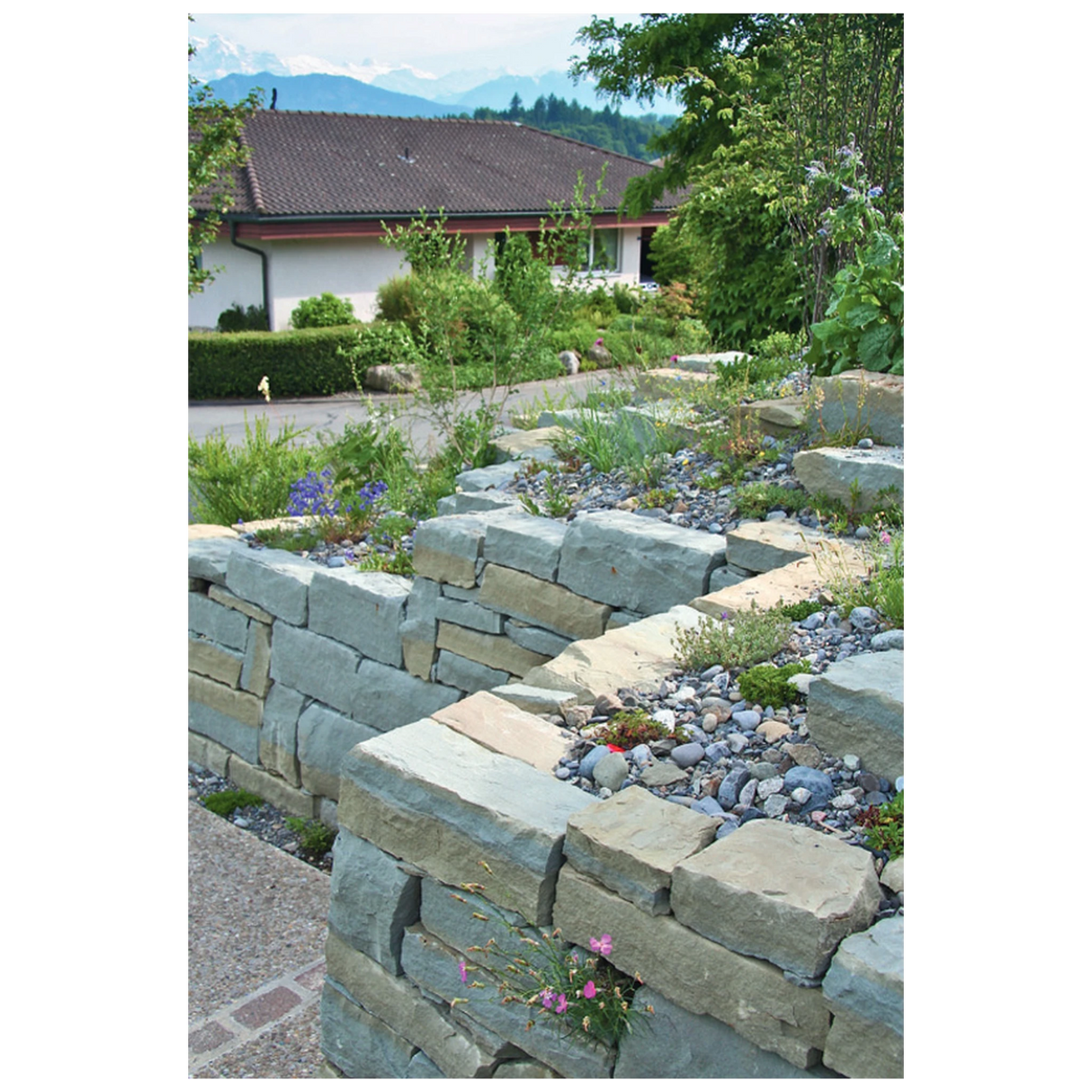 Heimische Wildstauden im Garten