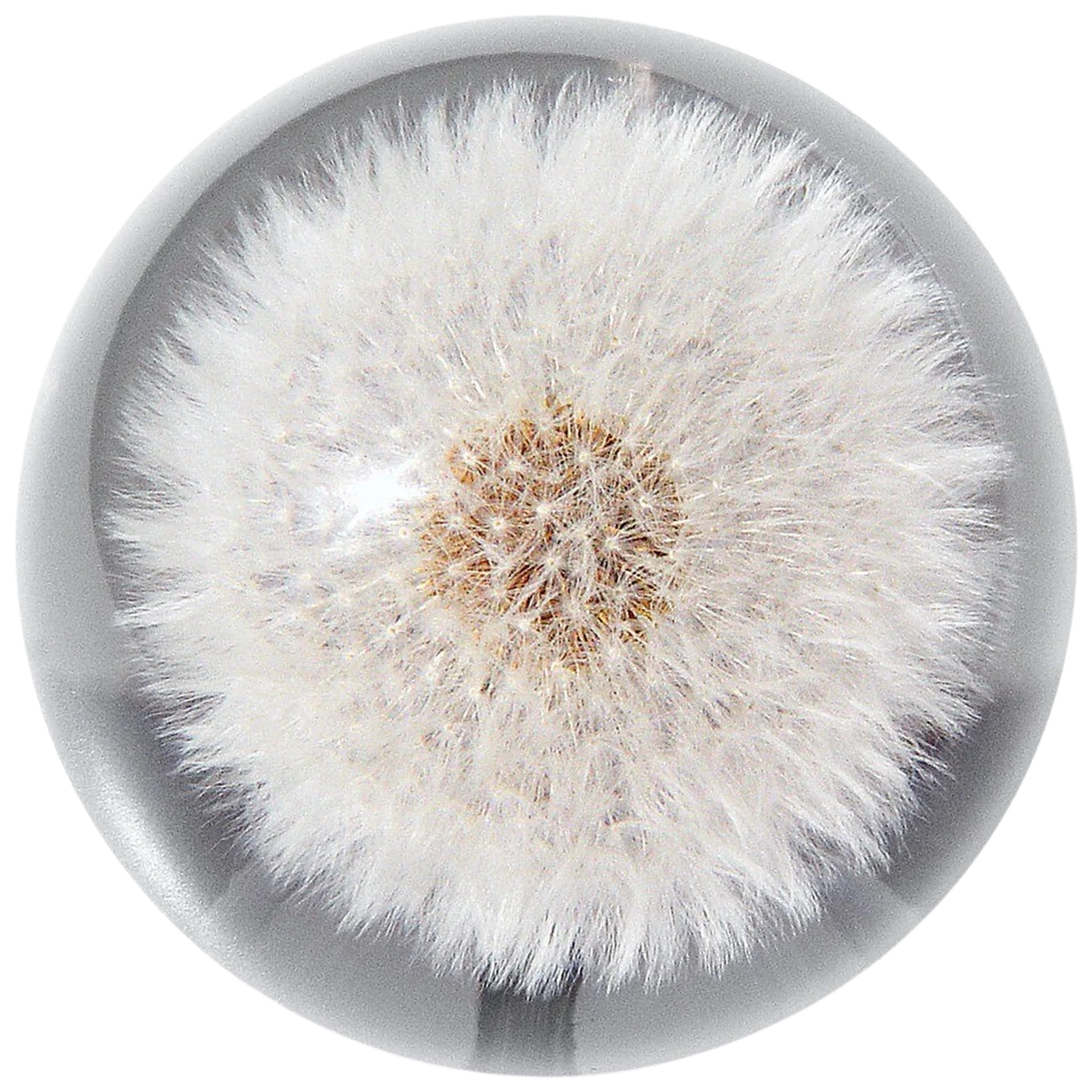 Briefbeschwerer Pusteblume