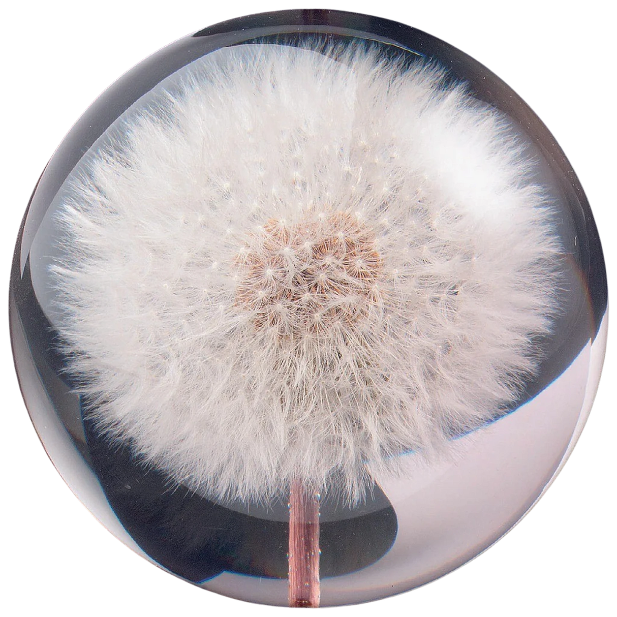 Briefbeschwerer Pusteblume