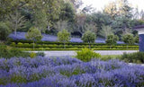 Modernes Gartendesign.