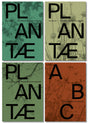 Plantae Urs Lüscher Pflanzenhandbuch
