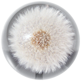 Briefbeschwerer Pusteblume