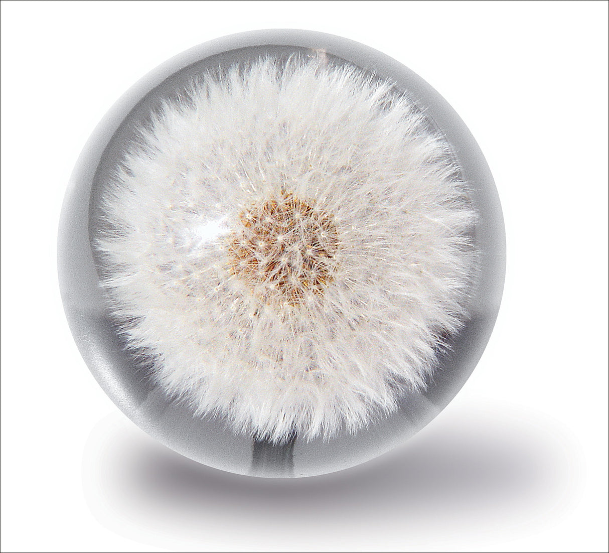 Briefbeschwerer Pusteblume Hafod Grange