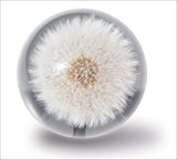 Briefbeschwerer Pusteblume Hafod Grange
