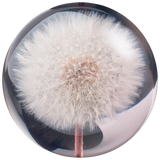 Briefbeschwerer Pusteblume